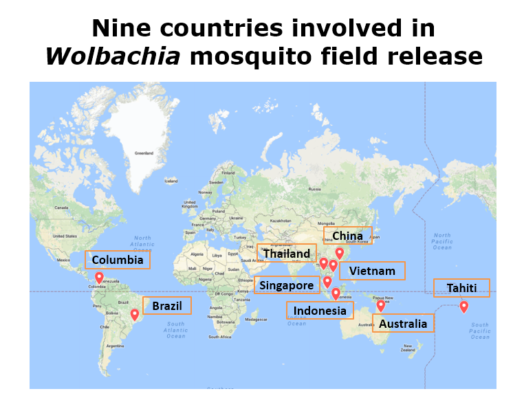 Wolbachia strategy used in other countries